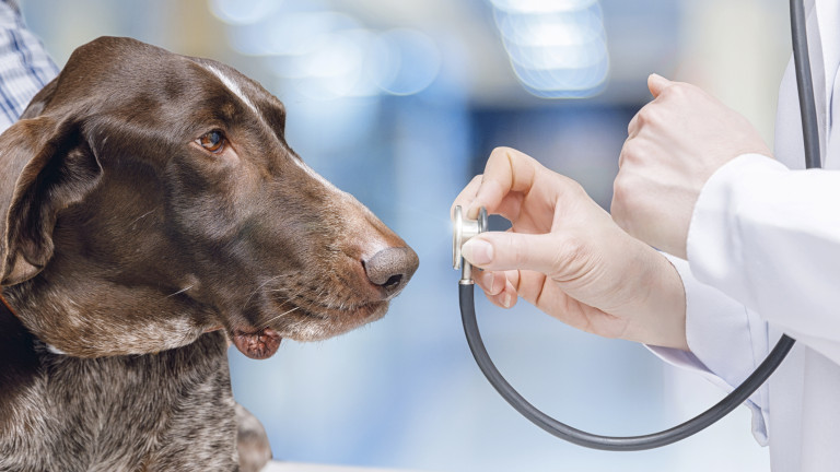 Какви болести разпознават кучетата