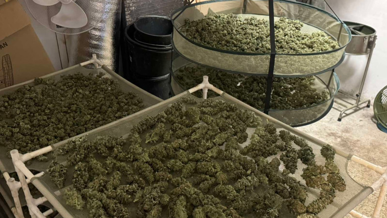 Близо 34 кг марихуана са открити при ударната спецакция във Варненско