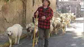 Простреляха овчар в Бургас