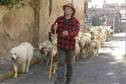 Парите за земеделие трудно стигат до истинските фермери