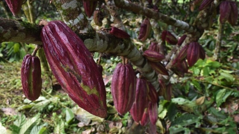 Горските рейнджъри в най-големия световен производител на какао, Кот д`Ивоар
