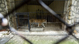 "Четири лапи" призовава ЕК да провери условията в зоопарковете ни 