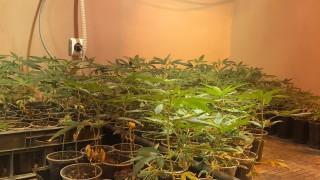 Полицейски служители разбиха оранжерия за отглеждане на конопени растения във