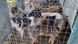  Южна Корея не разрешава потреблението на кучешко месо 