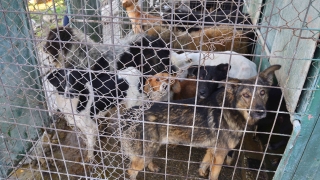 Вандали разбиха приюта за кучета край Благоевград Случаят е отпреди