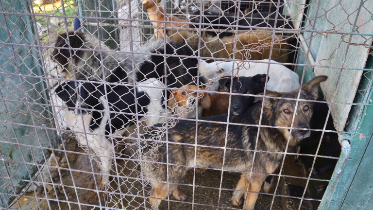 Южна Корея забранява консумацията на кучешко месо