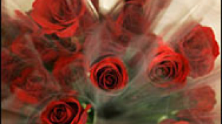 Рози с кокаин за Св. Валентин доставиха в Холандия