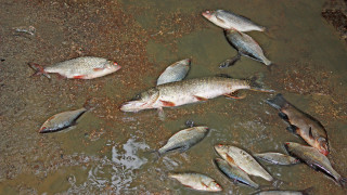 Втори ден голямо количество мъртва риба изплува по поречието на Тунджа 