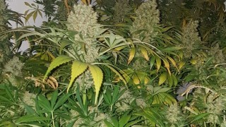 Проведена е специализирана полицейска операция от служители на сектор Противодействие