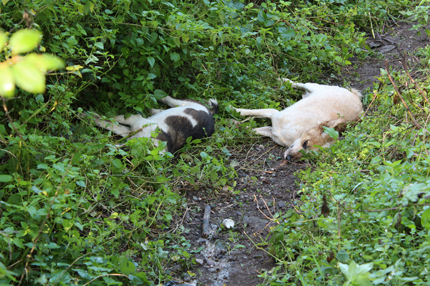 Мистериозна смърт на 20 кучета в две Еленски села