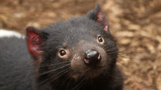За първи път от над 3000 години в Австралия се роди тасманийски дявол