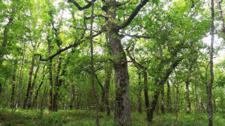 МОСВ обяви нови две защитени местности - Маринов дол и Сазладжата