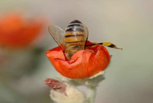 Добра реколта за пчелите