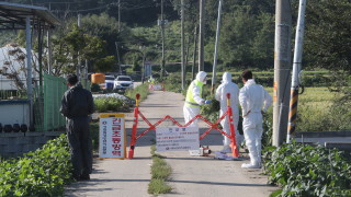Южна Корея обяви първо огнище на африканска чума по свинете в страната