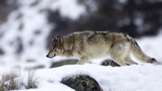 Оказва се че почти всичко което сме знаели за вълците