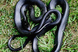 Колет с отровни змии засякоха белградски митничари