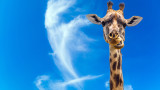 Жирафите джуджета и първи случаи на дуорфизъм сред тези животни в Уганда и Намибия