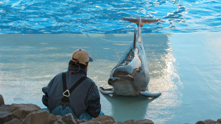 Делфините отдавна са определяни като един от най умните животни и