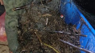 Изпълнителна агенция по рибарство и аквакултури ИАРА сектор Рибарство и