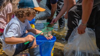 10 000 нови балкански пъстърви заплуваха в р Искър благодарение