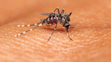  В Словакия се появяват рискови типове комари 