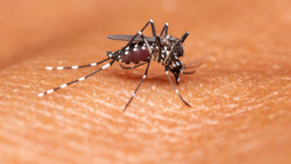 Комари способни да пренасят опасни тропически болести като малария западнонилска