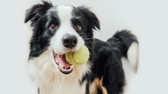 10 от най-умните породи кучета
