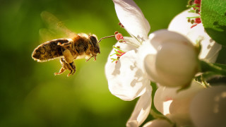 Колко живот ни остава, ако пчелите изчезнат