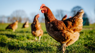 Българската агенция по безопасност на храните БАБХ ще затвори фермата