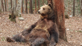 Ветеринари от чужбина преглеждат мечките в парка в Белица съобщава