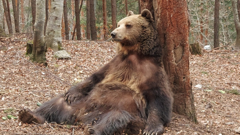 Ветеринари от чужбина преглеждат мечките в парка в Белица, съобщава