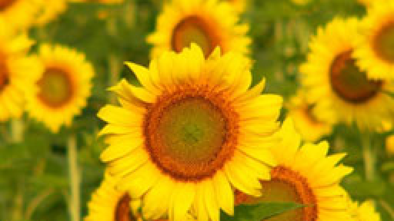 Изображение 27558