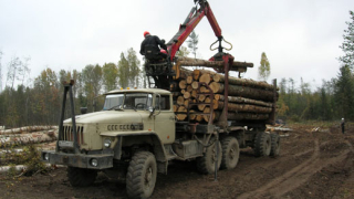 Световната банка ни критикува за търговията с дървесина