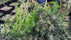 Пет оранжерии за марихуана разби полицията във Варненско за ден