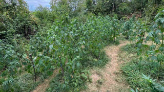 Откриха шест ниви с канабис в Кюстендилско през последните дни