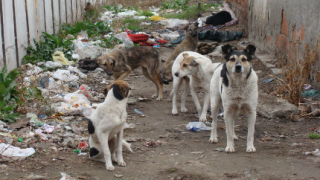 Намалял е броят на бездомните кучета в София