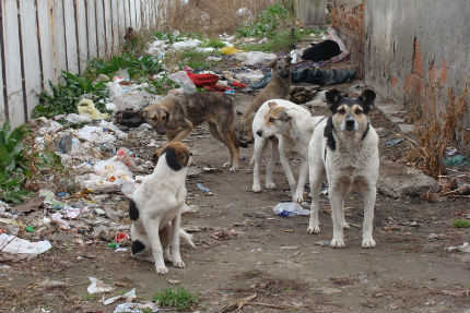 Жената и кучето й в Гоце Делчев - отровени със забранен от години препарат 