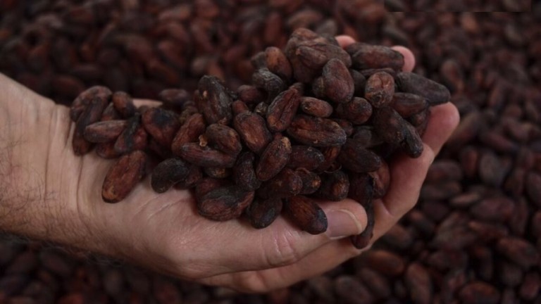 Цената на какаото в Европа удари над годишно дъно