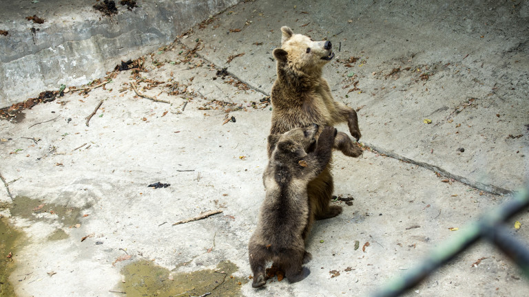 Изображение 499258