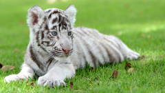 Откриха бял тигър, изоставен до кофа за боклук в Атина