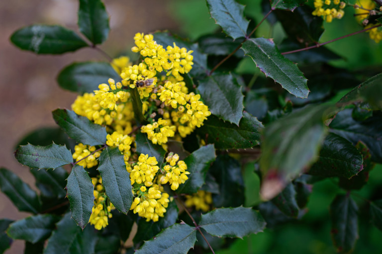 Махония - цветове й привличат пчелите