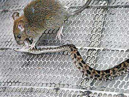 Мишка уби змия