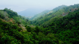 Колумбия унищожи рекордна площ с насаждения с кока за година