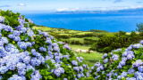 Остров Фаял в Португалия - Синият остров на хортензиите