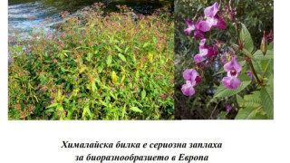 Откога природа стана вредил и може ли да си представим