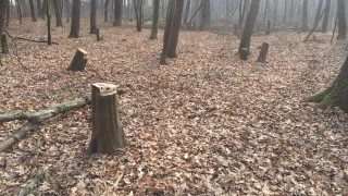 Заловиха бракониери, секли незаконно дървета край Брусарци