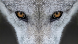 В миналото сивите вълци обитавали голяма част от Северна Америка