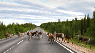 Рано тази сутрин елен се е блъснал в преминаващ училищен