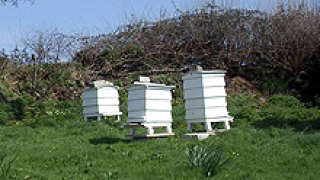 С 30% е намалял броят на пчеларите в България