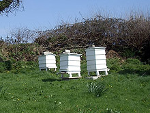 Ферма за пчели изграждат в Силистренско
